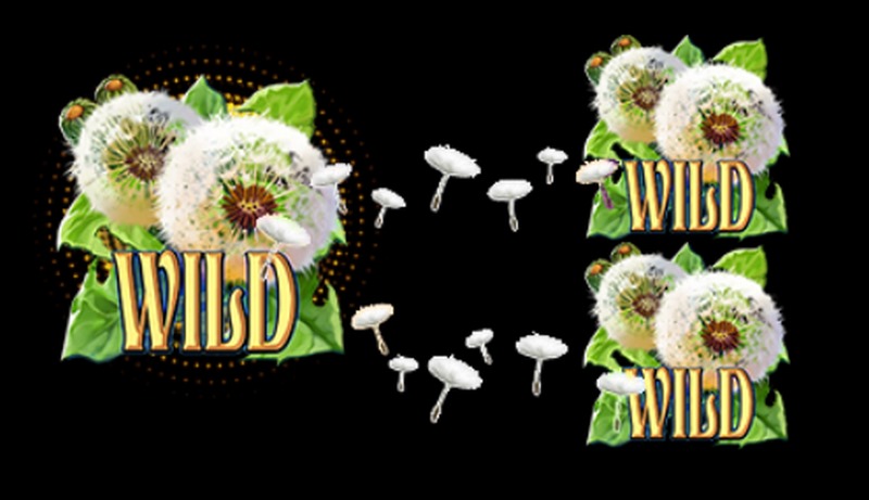 WILD 符号