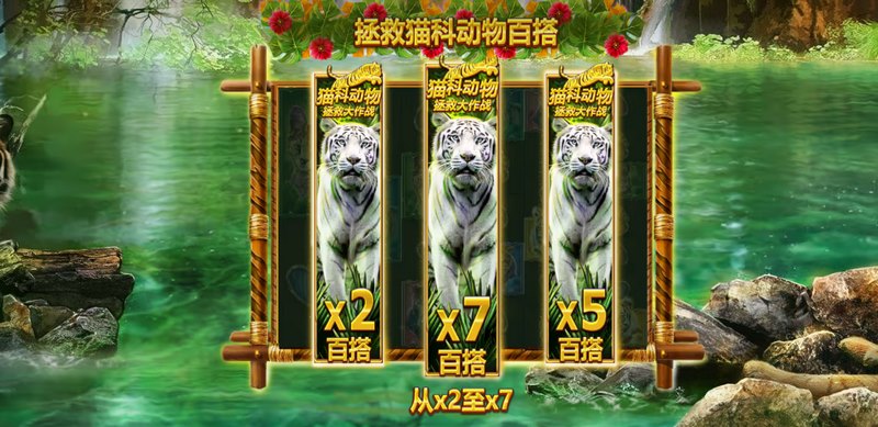 拯救猫科动物百搭
